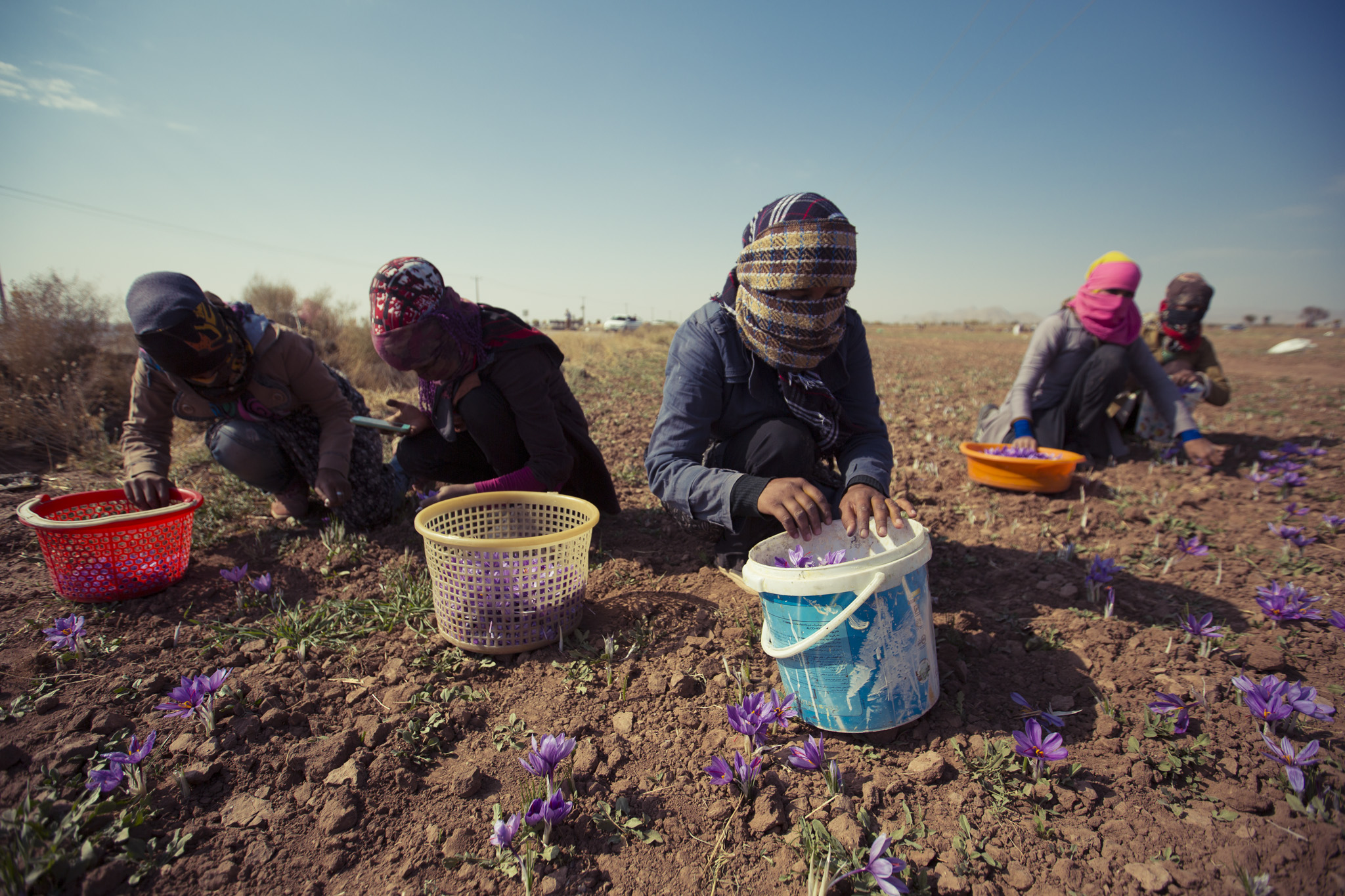 Saffron Photography Festival Khorasan, Iran.