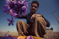 Collecting Saffron flowers, Khorasan, Iran