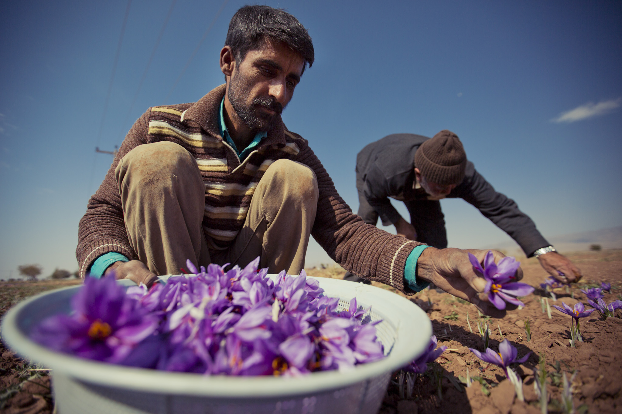 Saffron Photography Festival Khorasan, Iran.